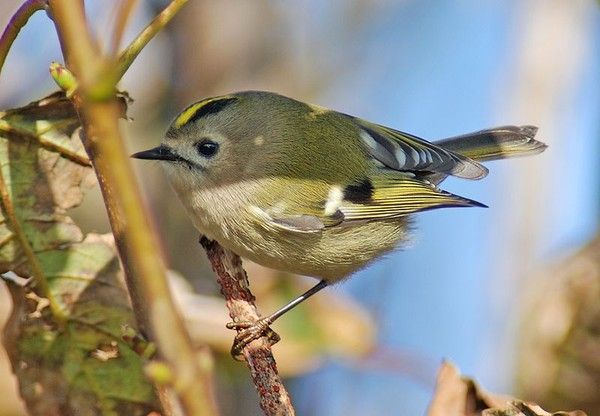 Animaux - Oiseaux - Le roselin familier -Calopsitte - Manchot empereur -+ autres(photos,textes) Ffcba244