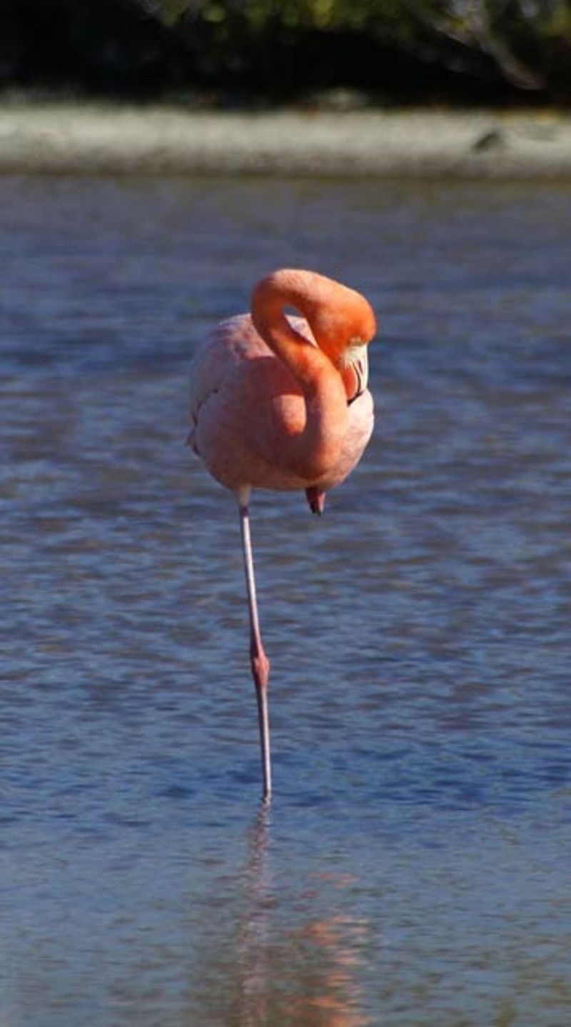 Animaux - Oiseaux - Le roselin familier -Calopsitte - Manchot empereur -+ autres(photos,textes) Flamant-rose-6000-13a36f41