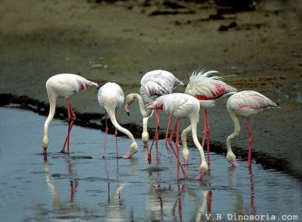 Animaux - Oiseaux - Le roselin familier -Calopsitte - Manchot empereur -+ autres(photos,textes) Flamant-rose-d-11-13b583e