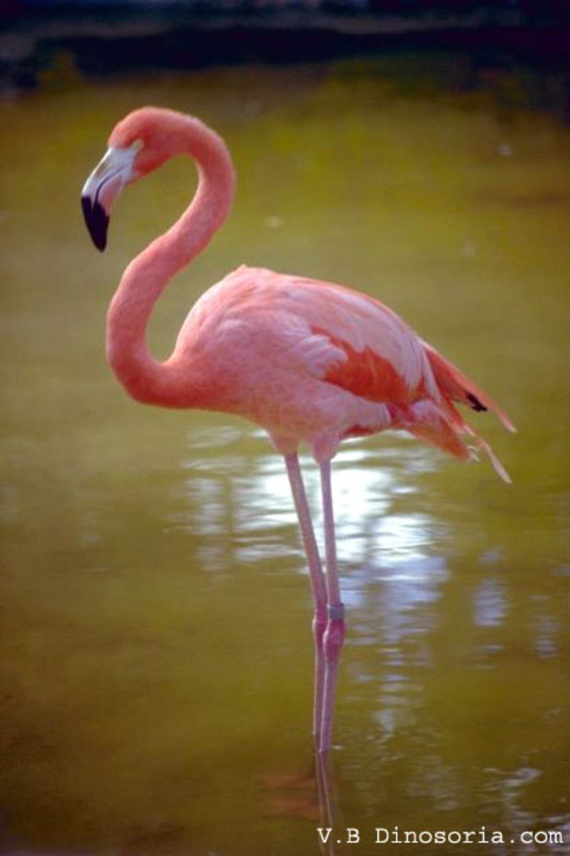 Animaux - Oiseaux - Le roselin familier -Calopsitte - Manchot empereur -+ autres(photos,textes) Flamant-rose-d-12-14147c3