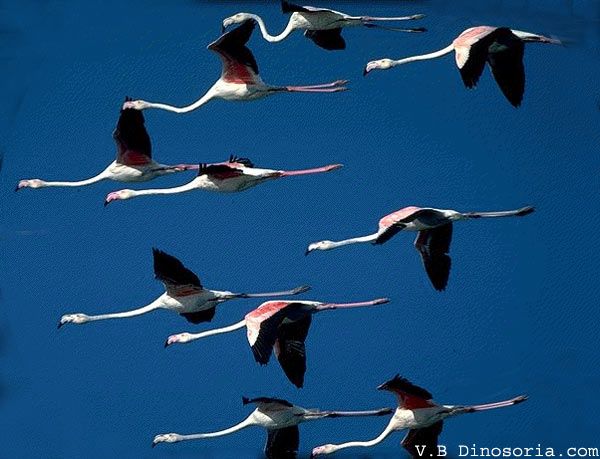 Animaux - Oiseaux - le Kookaburra +autruche+flamant rose+kiwi Flamant-rose-d-3-1414893