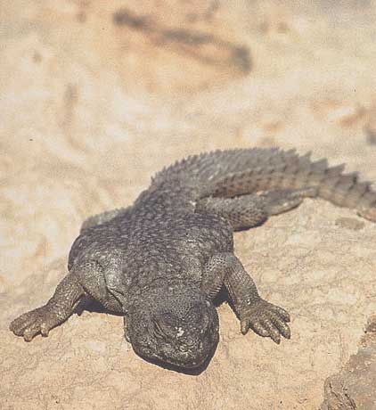 Animaux - Lézards - Caméléon panthère -Anguidae - L'orvet - Fouett_01