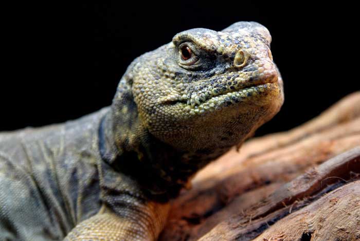 Animaux - Lézards - Caméléon panthère -Anguidae - L'orvet - Fouette-queue-1