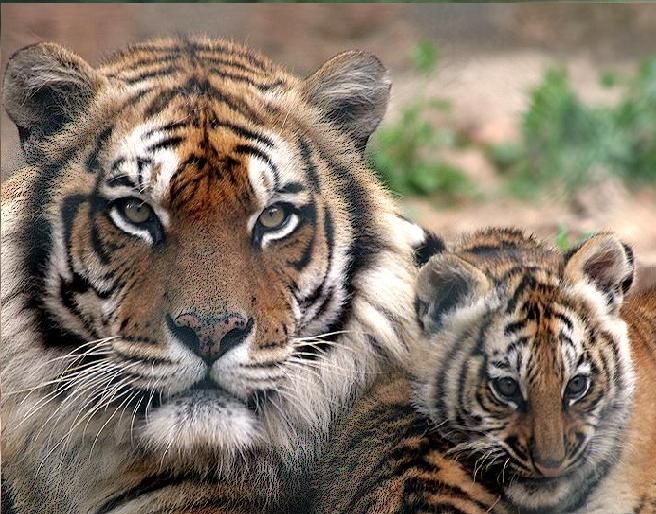 chat - Animaux - Félins -Le Chat sauvage d'Asie -Le Tigre - Présentation -et autres (photos,textes,historiques) Galerie-membre-tigre-tigre-du-bengale-02