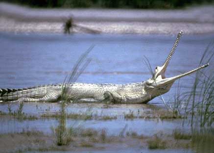 Animaux - Crocodiliens -Le Gavial du Gange+le caïman à lunettes+Le Caïman Yacare+autres  Gavial_02-219d3d6