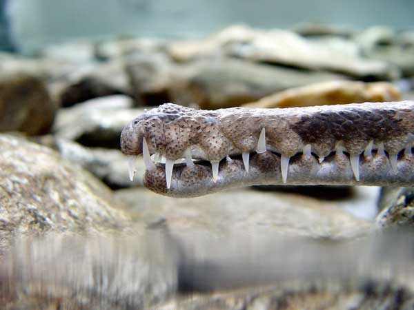 Animaux - Crocodiliens -Le Gavial du Gange+le caïman à lunettes+Le Caïman Yacare+autres  Gavial_02ld-219d341