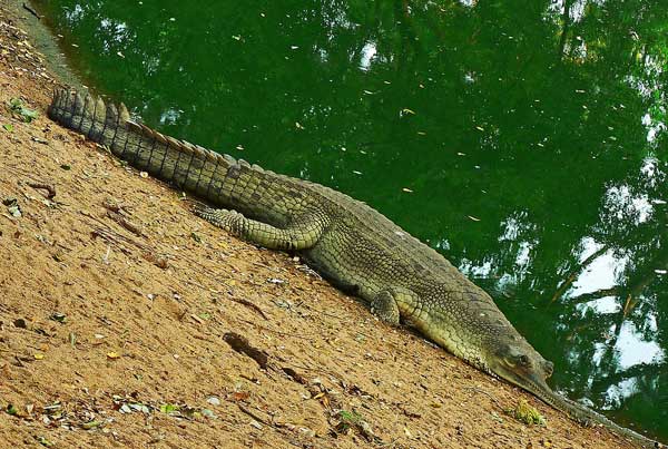 Animaux - Crocodiliens - Gavial_inde-219d35e