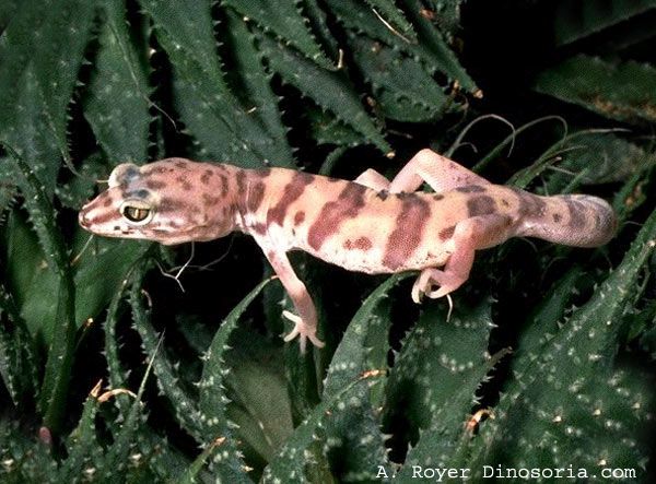 Animaux - Lézards - Caméléon panthère -Anguidae - L'orvet - Gecko-d-1-180b4a8