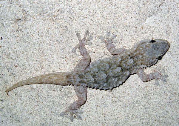 Animaux - Lézards - Caméléon panthère -Anguidae - L'orvet - Gecko-ld-1-180b4fb