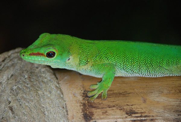 Animaux - Lézards - Caméléon panthère -Anguidae - L'orvet - Gecko-madagascar-180b482