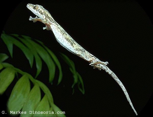 Animaux - Lézards - Caméléon panthère -Anguidae - L'orvet - Gecko-volant-180b52f