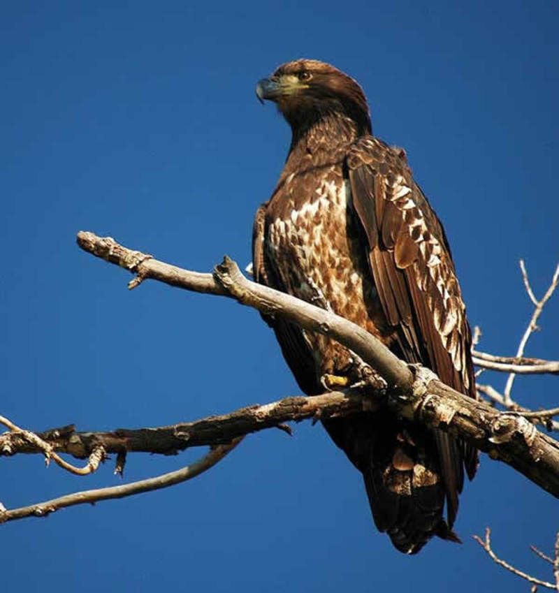 Animaux - Oiseaux - Le roselin familier -Calopsitte - Manchot empereur -+ autres(photos,textes) Golden_eagle_03-173c408