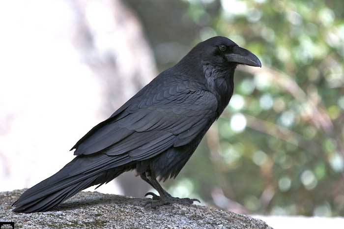 Animaux - Oiseaux - Le roselin familier -Calopsitte - Manchot empereur -+ autres(photos,textes) Grand_corbeau-16748ca