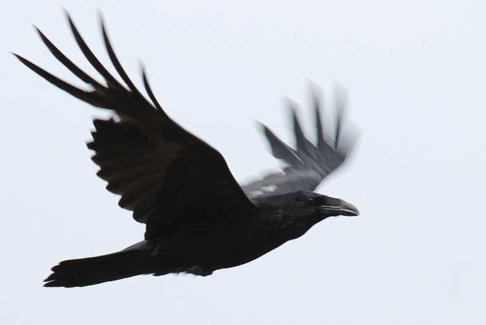 Animaux - Oiseaux - Le grand corbeau +colibri+ara rouge+pic noir Grand_corbeau_04-1674ae2