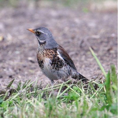 Animaux - Oiseaux - Le roselin familier -Calopsitte - Manchot empereur -+ autres(photos,textes) Grive-litorne-491199-20bff2f