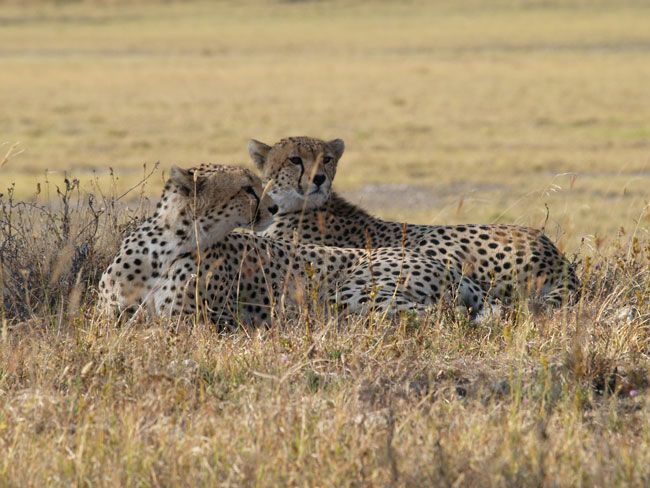 chat - Animaux - Félins -Le Chat sauvage d'Asie -Le Tigre - Présentation -et autres (photos,textes,historiques) Guepards1