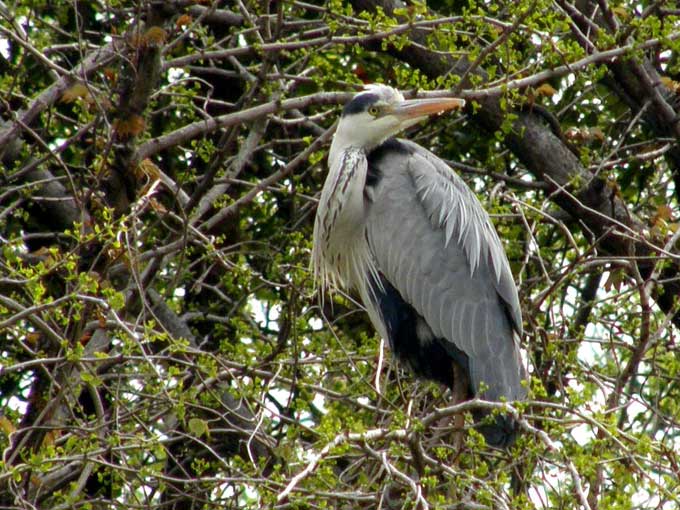 Animaux - Oiseaux - Le roselin familier -Calopsitte - Manchot empereur -+ autres(photos,textes) Heron_05-16e0ad0