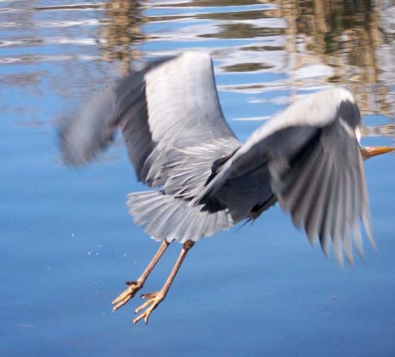 Animaux - Oiseaux - L'Aigle royal +ara bleu+héron+les inséparables Heron_07-16e092f