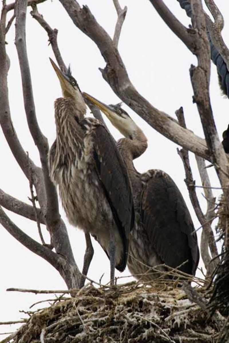 Animaux - Oiseaux - L'Aigle royal +ara bleu+héron+les inséparables Heron_bleu_cc20-16e0af9