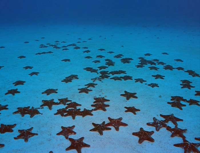 Voyage - Les Dunes du Monde -Le Grand Nord Canadien,trésors de l'Arizona - Ile_cocos_04-1c75313