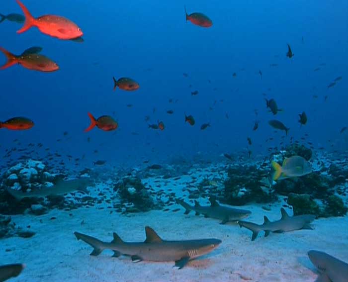 Voyage - Les Dunes du Monde -Le Grand Nord Canadien,trésors de l'Arizona - Ile_cocos_07-136aa3b