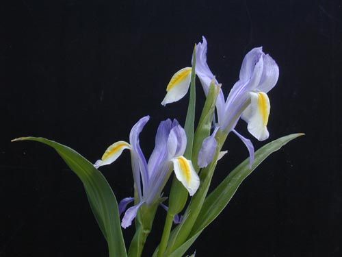 anciennes - Au Jardin - Les roses anciennes +iris + glaïeul écarlate Iris-reticulata