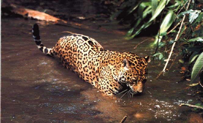 chat - Animaux - Félins -Le Chat sauvage d'Asie -Le Tigre - Présentation -et autres (photos,textes,historiques) Jag2