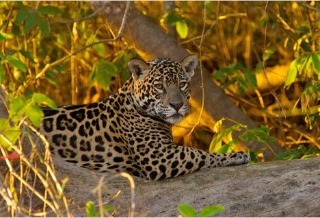 Animaux - Félins -Le Chat sauvage d'Asie -Le Tigre - Présentation -et autres (photos,textes,historiques) Jaguar-brazil-big-cat-panthera