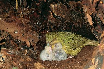 Animaux - Espèces menacées -La panthère nébuleuse +Le Kagou huppé+ autres Kakapo_chicks