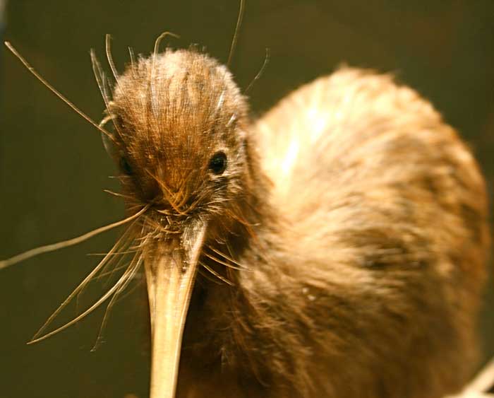 Animaux - Oiseaux - Le roselin familier -Calopsitte - Manchot empereur -+ autres(photos,textes) Kiwi_cc01-140a296