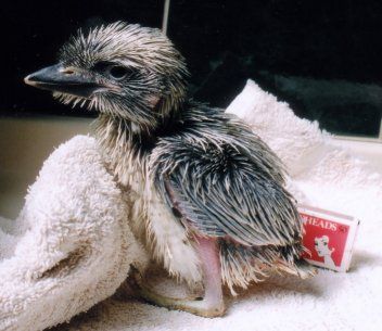 Animaux - Oiseaux - Le roselin familier -Calopsitte - Manchot empereur -+ autres(photos,textes) Kookaburra2edsm