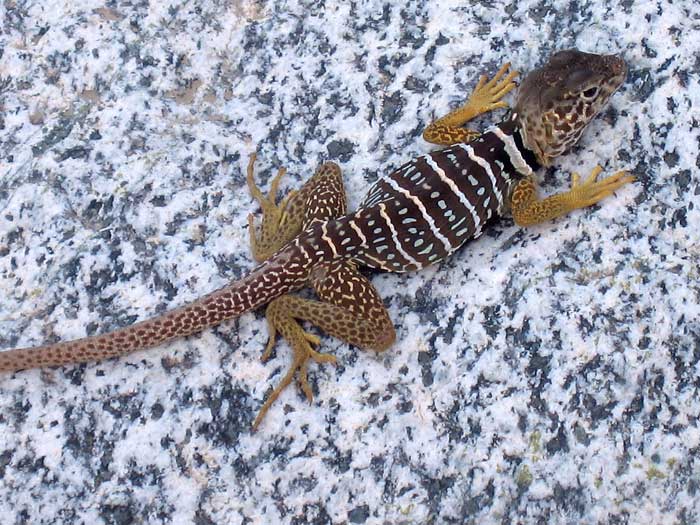 Animaux - Lézards - Caméléon panthère -Anguidae - L'orvet - Lezard-collier-11