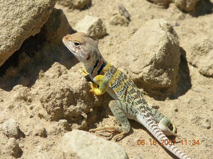 Animaux - Lézards - Caméléon panthère -Anguidae - L'orvet - Lezard-collier-12