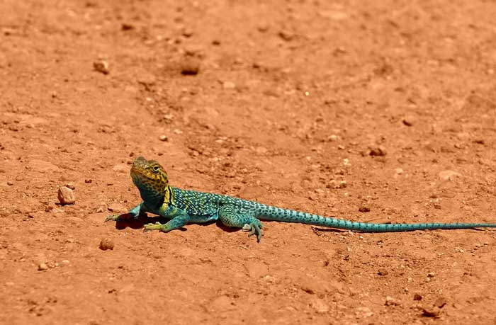 Animaux - Lézards - Caméléon panthère -Anguidae - L'orvet - Lezard-collier-2