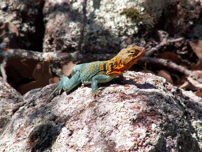 Animaux - Lézards - Caméléon panthère -Anguidae - L'orvet - Lezard-collier-4