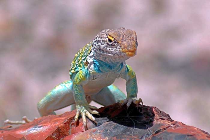 Animaux - Lézards - Caméléon panthère -Anguidae - L'orvet - Lezard-collier-6