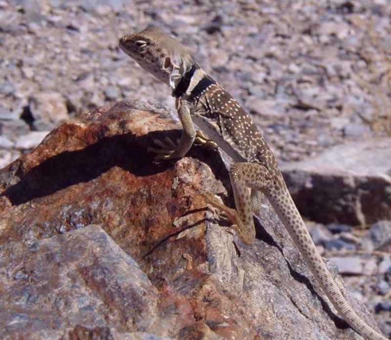 Animaux - Lézards - Caméléon panthère -Anguidae - L'orvet - Lezard-collier-9