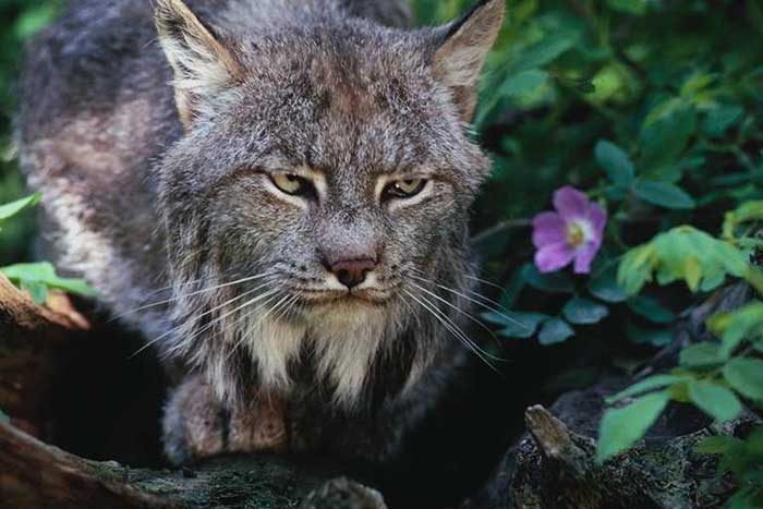 chat - Animaux - Félins -Le Chat sauvage d'Asie -Le Tigre - Présentation -et autres (photos,textes,historiques) Lynx_canadald04