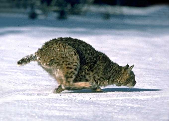 chat - Animaux - Félins -Le Chat sauvage d'Asie -Le Tigre - Présentation -et autres (photos,textes,historiques) Lynx_ld06