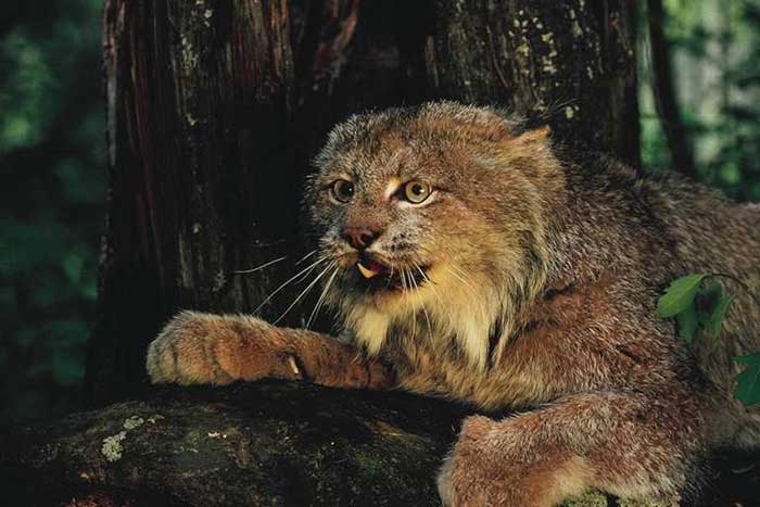 chat - Animaux - Félins -Le Chat sauvage d'Asie -Le Tigre - Présentation -et autres (photos,textes,historiques) Lynx_ld09