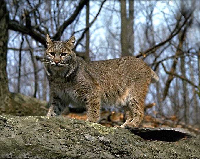 Animaux - Félins -Le Chat sauvage d'Asie -Le Tigre - Présentation -et autres (photos,textes,historiques) Lynx_rouxld