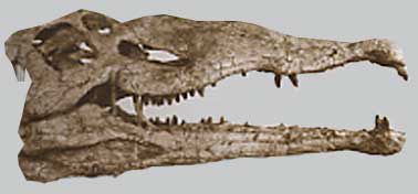 Animaux - Crocodiliens - Machimosaurus