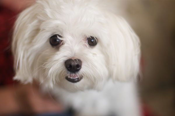 animaux de compagnie - chiens -Le Yorkshire terrier+Le Berger des Pyrénées et autres (photos,textes) Maltais-18-18a7ea9