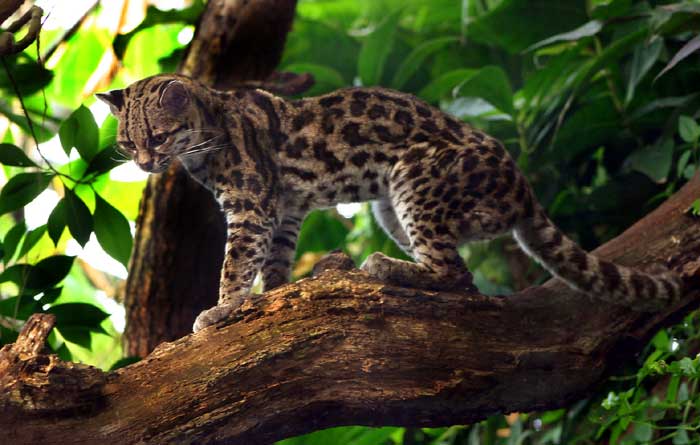 chat - Animaux - Félins -Le Chat sauvage d'Asie -Le Tigre - Présentation -et autres (photos,textes,historiques) Margay-2