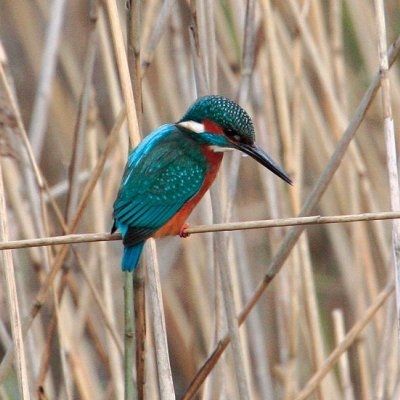 Animaux - Oiseaux - Le roselin familier -Calopsitte - Manchot empereur -+ autres(photos,textes) Martin-pecheur-d-