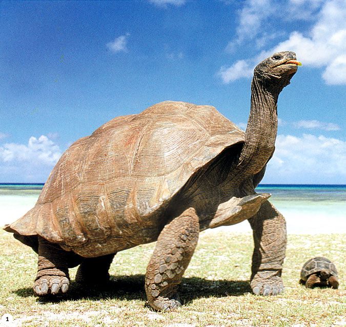 Animaux - Tortues -(photos,textes) 5b8773da