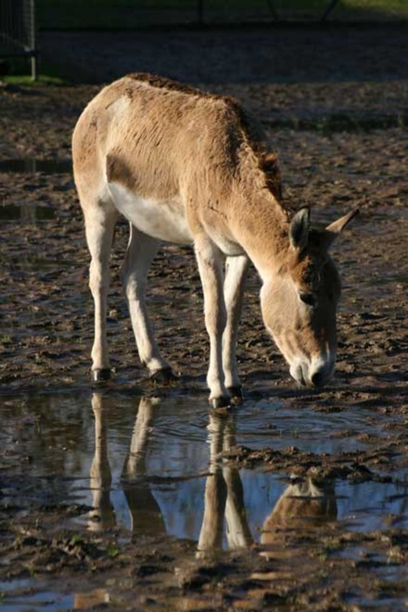 mythologie - Animaux - Equidés -Le cheval sauvage - Cheval - Mythologie et Légendes -et autres(photos et textes historiques) Onagre-133da7b12