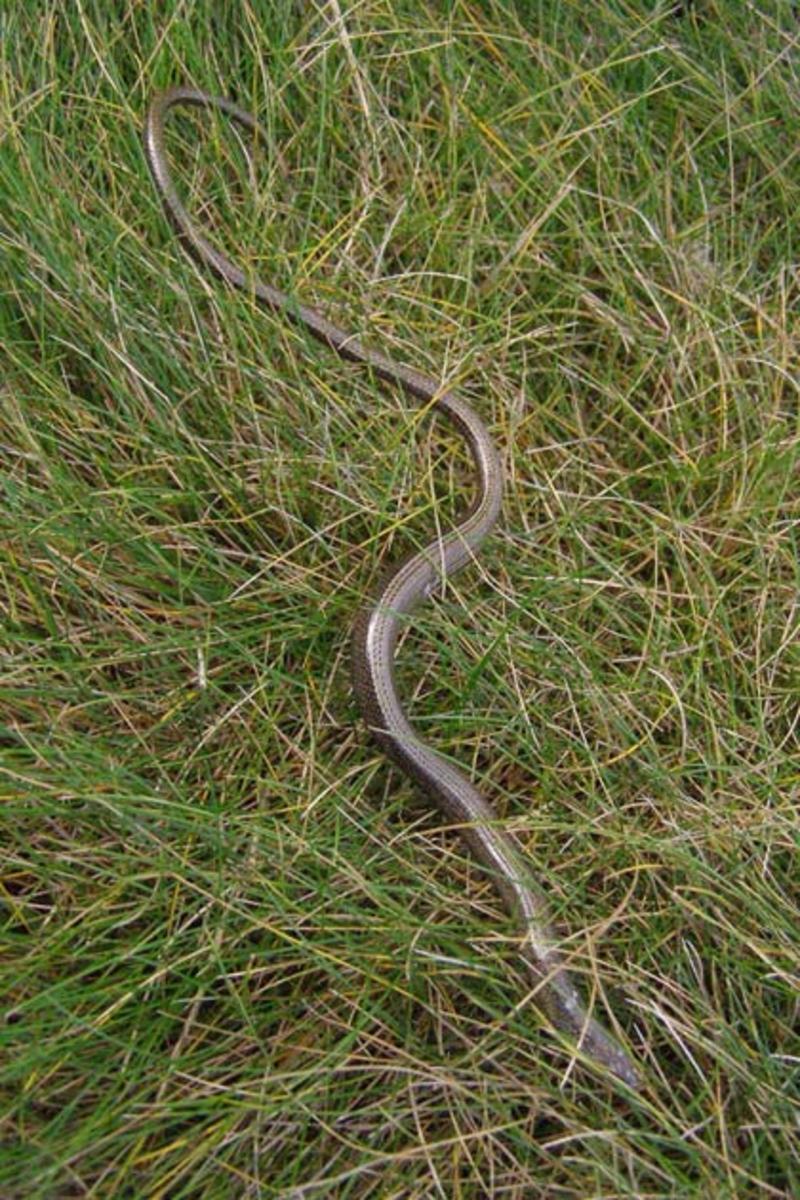 Animaux - Lézards - Caméléon panthère -Anguidae - L'orvet - Orvet