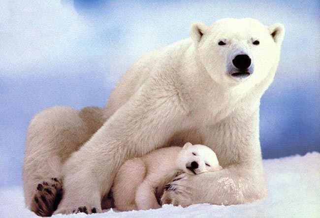 Animaux - Ursidés -Ours Blanc ou Ours Polaire -Le panda -  Ours-polaire-200-efa308