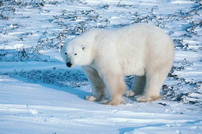 Ecosystèmes -animaux et plantes Ours_blanc-6633bb